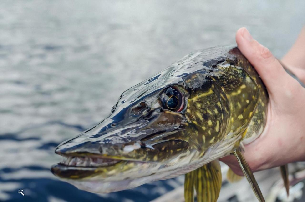 Sjoestugan, Solviken Rockneby Zewnętrze zdjęcie